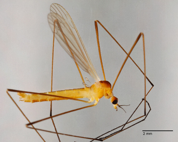 Dicranomyia sera (Dicranomyia sera)