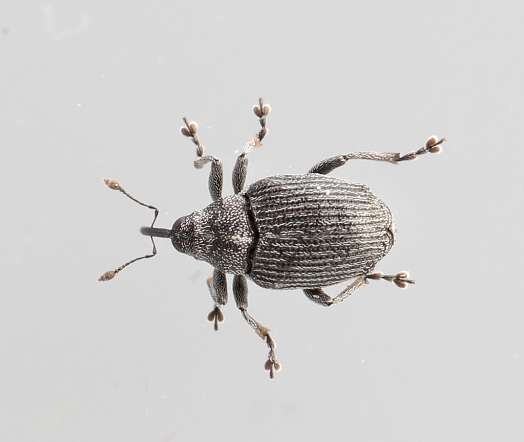 Blygrå Rapssnudebille (Ceutorhynchus obstrictus)