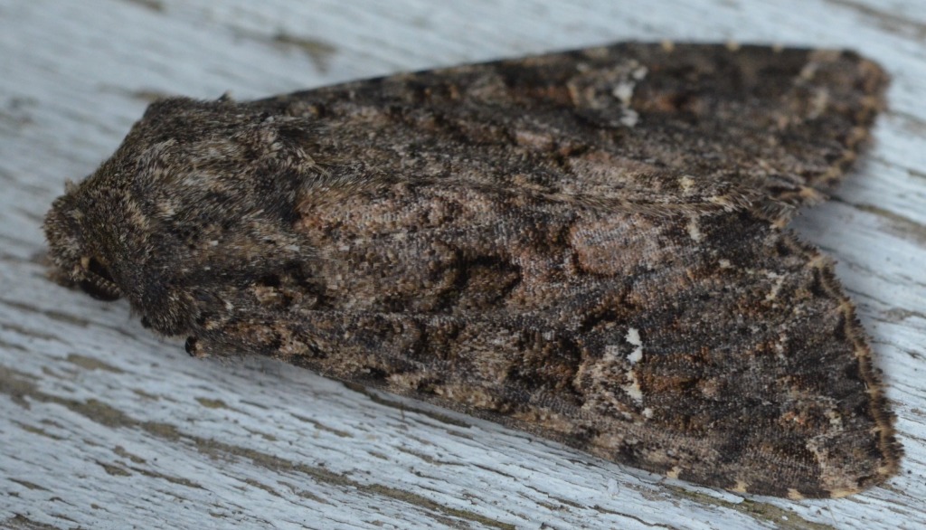 Kålugle (Mamestra brassicae)