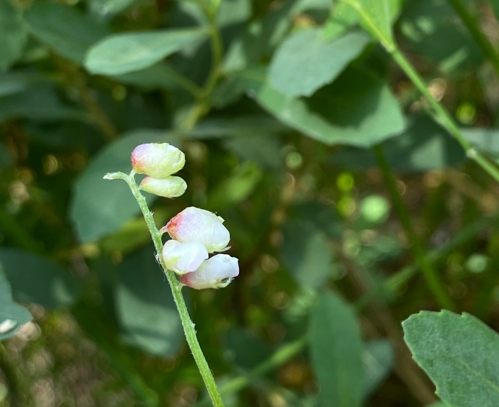Contarinia craccae (Contarinia craccae)