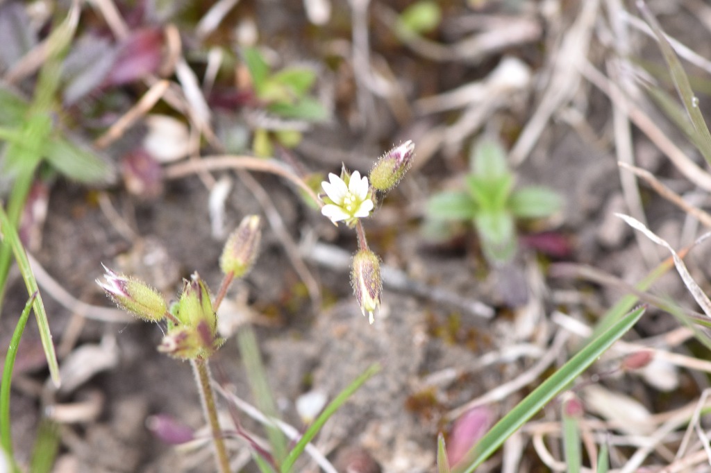 Øresunds-Hønsetarm (Cerastium subtetrandrum)