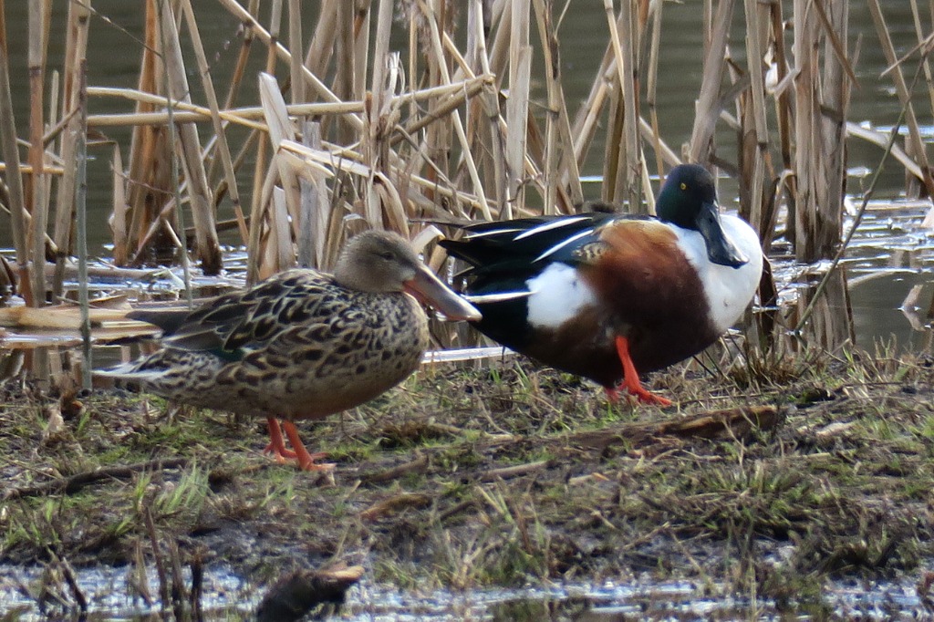 Skeand (Anas clypeata)