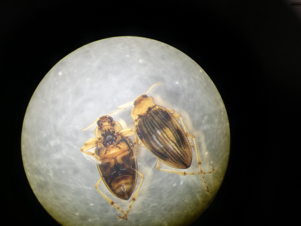 Brychius elevatus (Brychius elevatus)