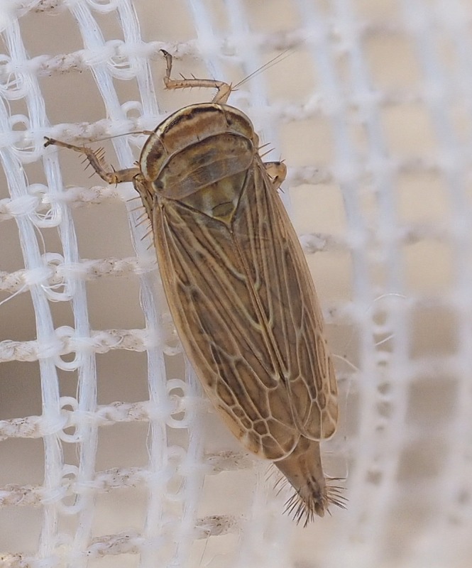 Paramesus obtusifrons (Paramesus obtusifrons)