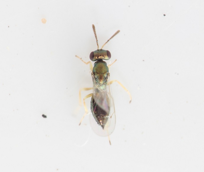 Mesopolobus aequus (Mesopolobus aequus)