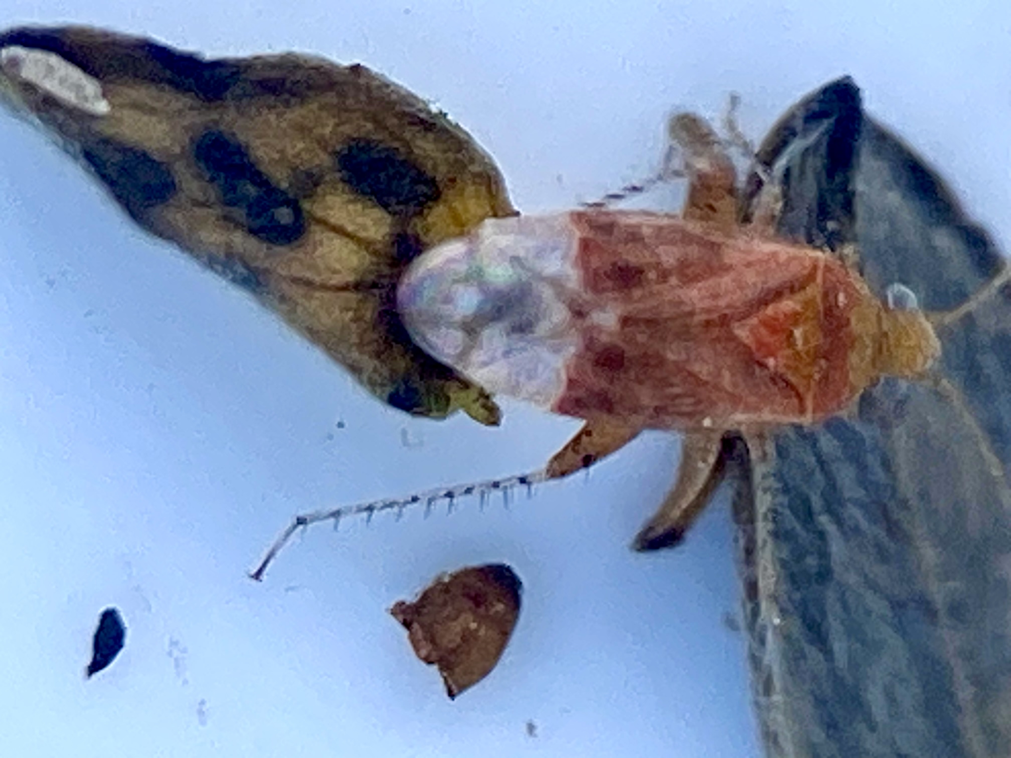 Håret Løvtrætæge (Psallus haematodes)