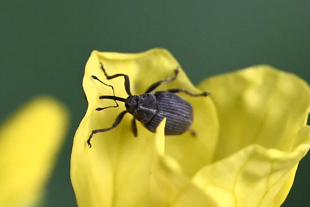 Ceutorhynchus sp. (Ceutorhynchus sp.)