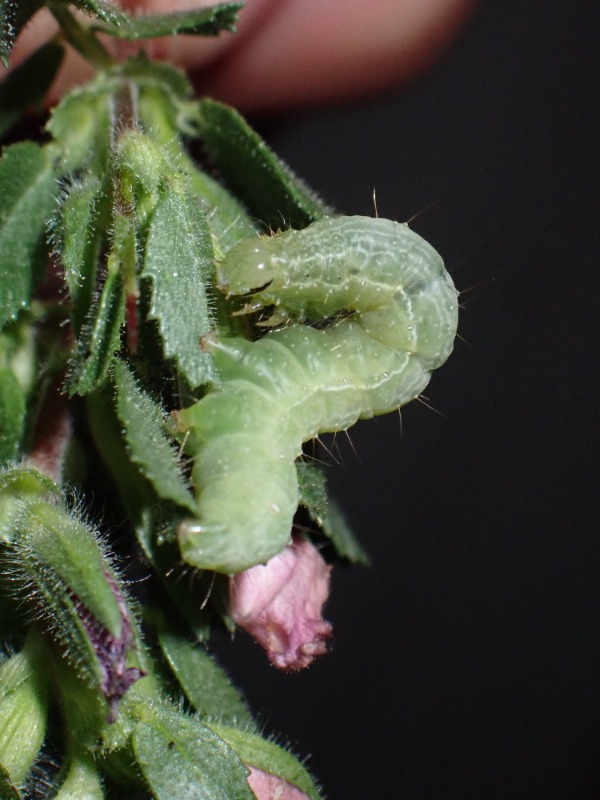Gammaugle (Autographa gamma)