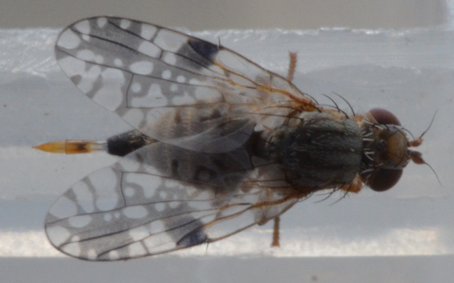 Tephritis leontodontis (Tephritis leontodontis)