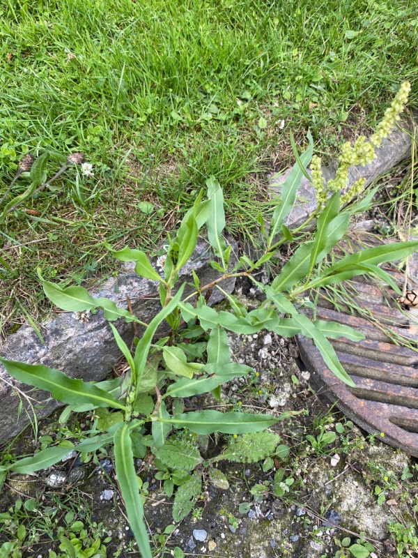 Pilebladet Skræppe (Rumex triangulivalvis)