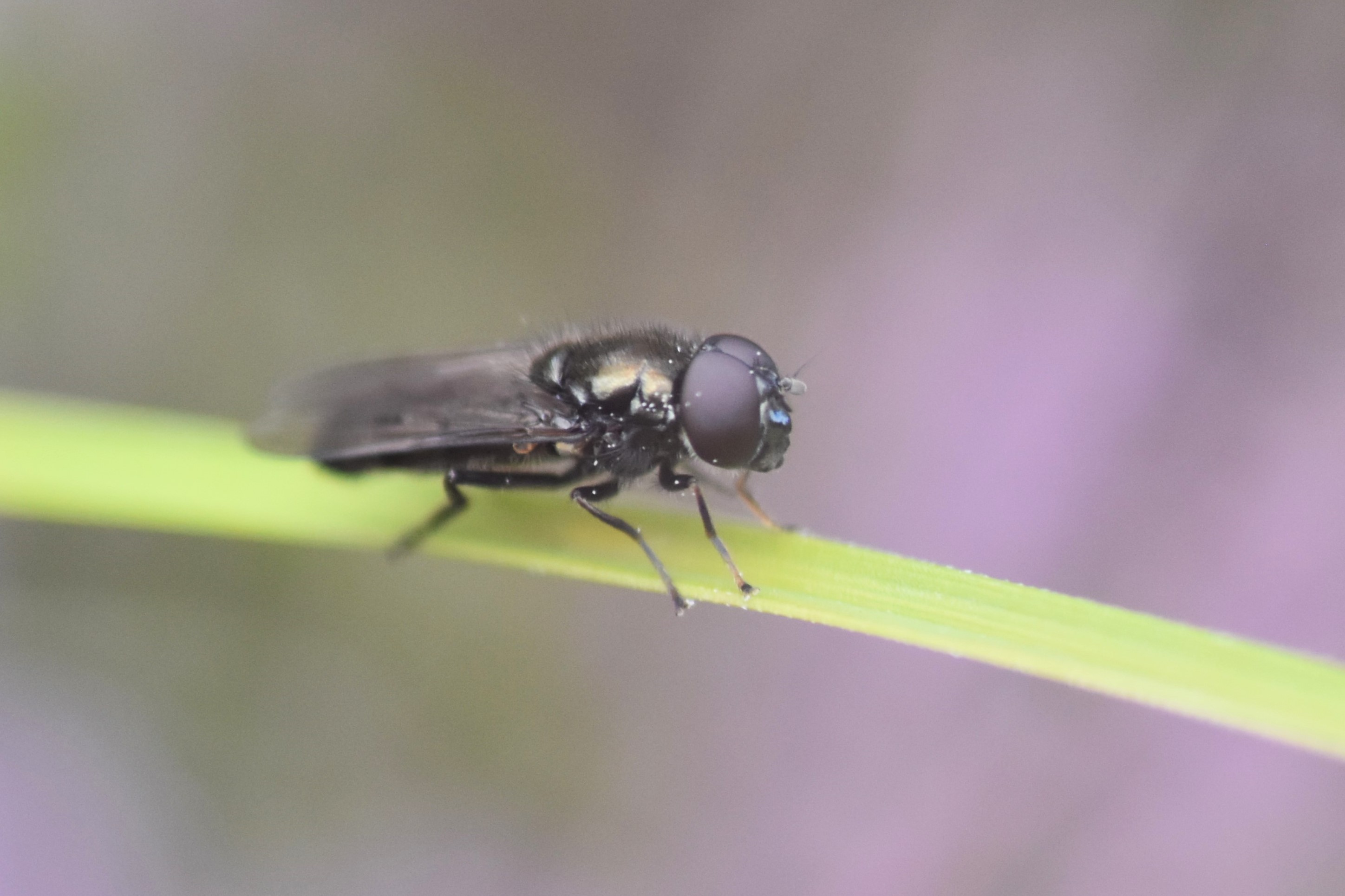 Foranderlig Urtesvirreflue (Cheilosia mutabilis)