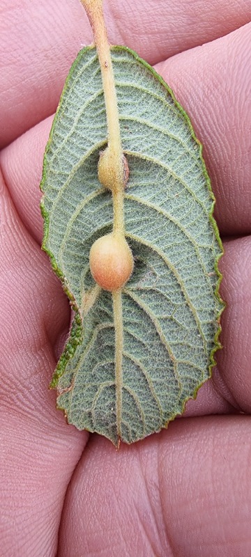 Rabdophaga sp. (Rabdophaga sp.)