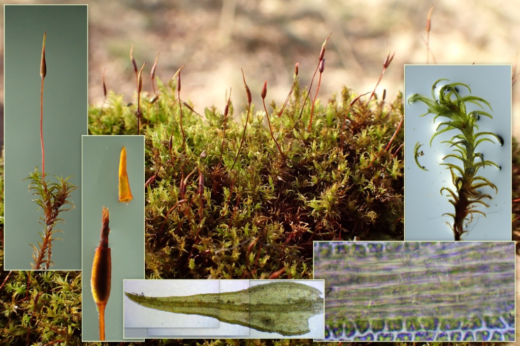 Variabel Kalktuemos (Didymodon fallax)