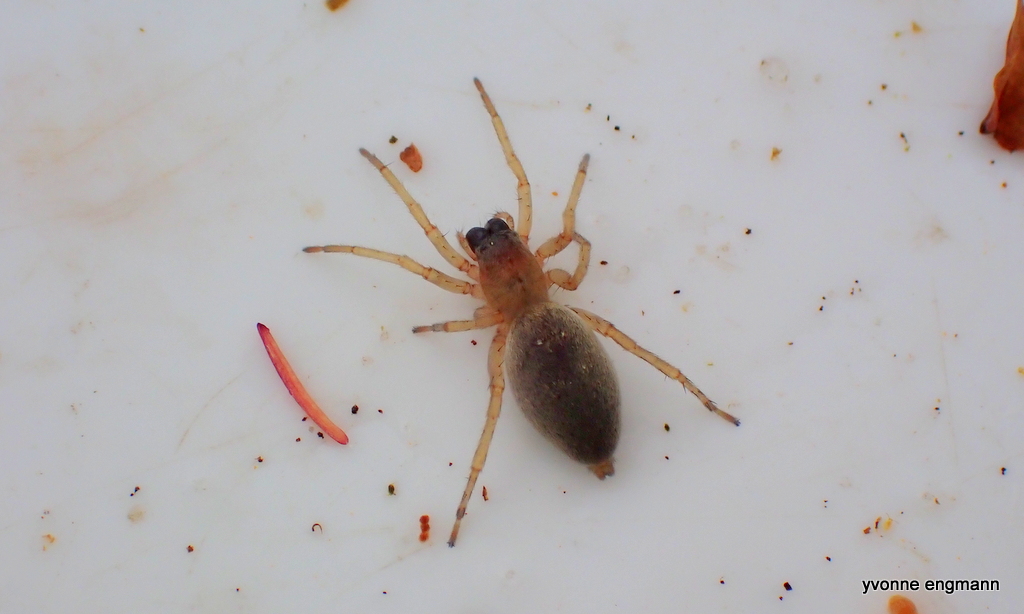 Tagrørssækspinder (Clubiona phragmitis)