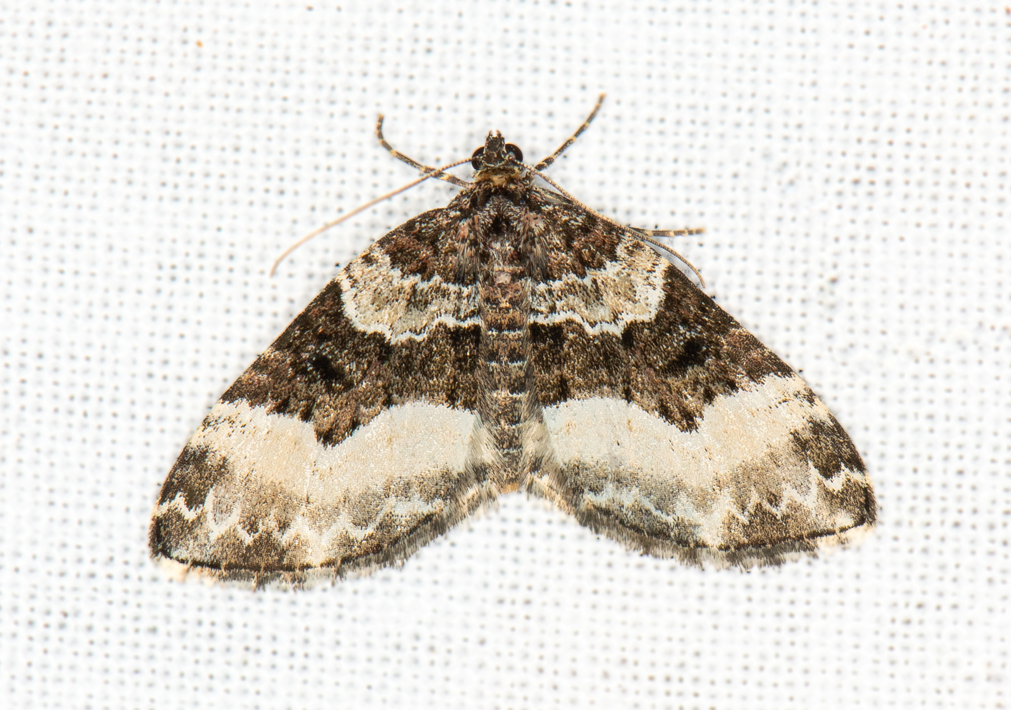 Fuglegræsbladmåler (Euphyia unangulata)