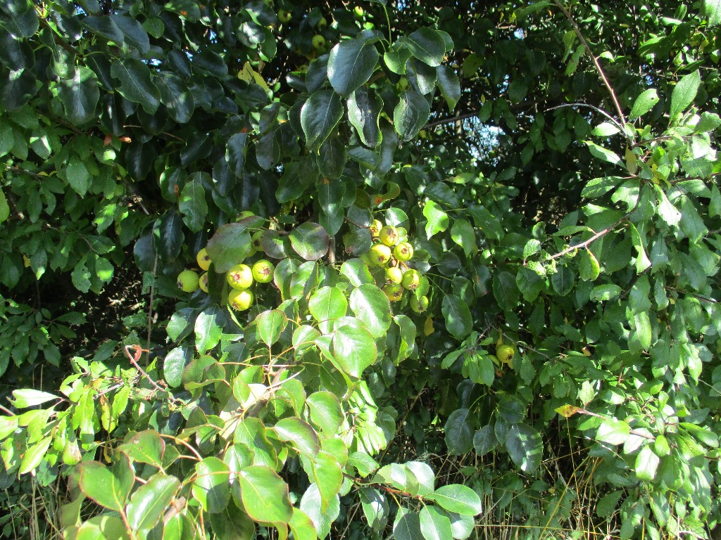 Pære (Pyrus communis)