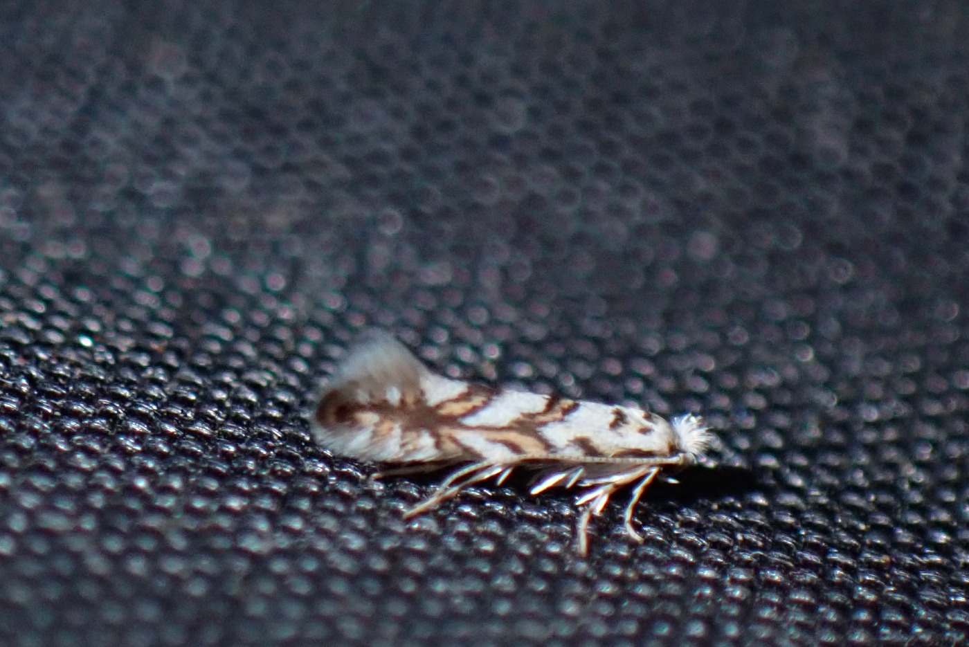 Phyllonorycter geniculella (Phyllonorycter geniculella)