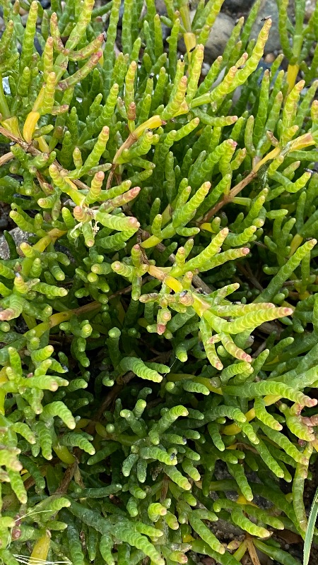 Vade-Salturt (Salicornia dolichostachya ssp. strictissima)