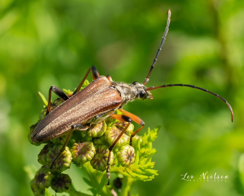 Smalbuk (Stenocorus meridianus)