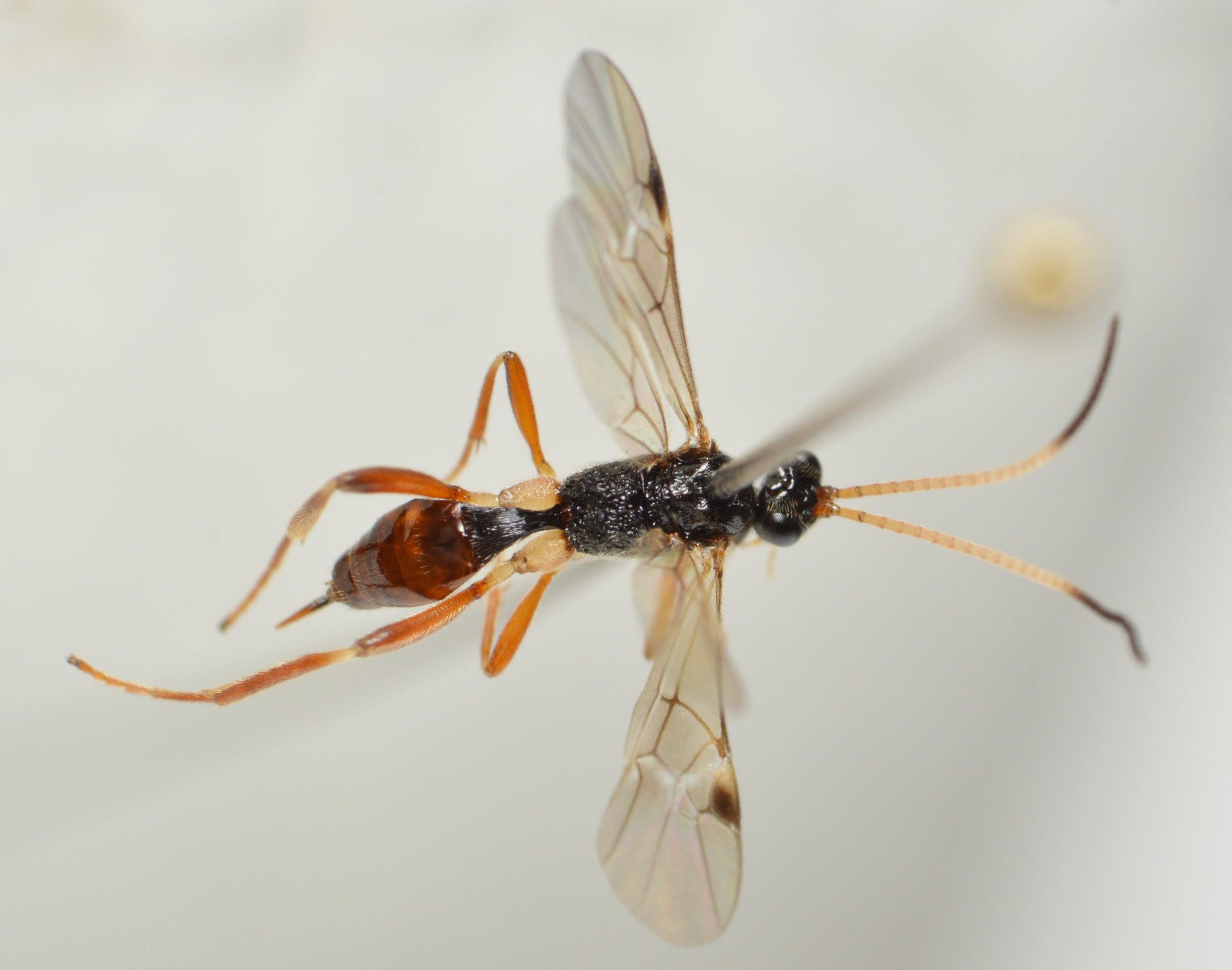 Meteorus consimilis (Meteorus consimilis)