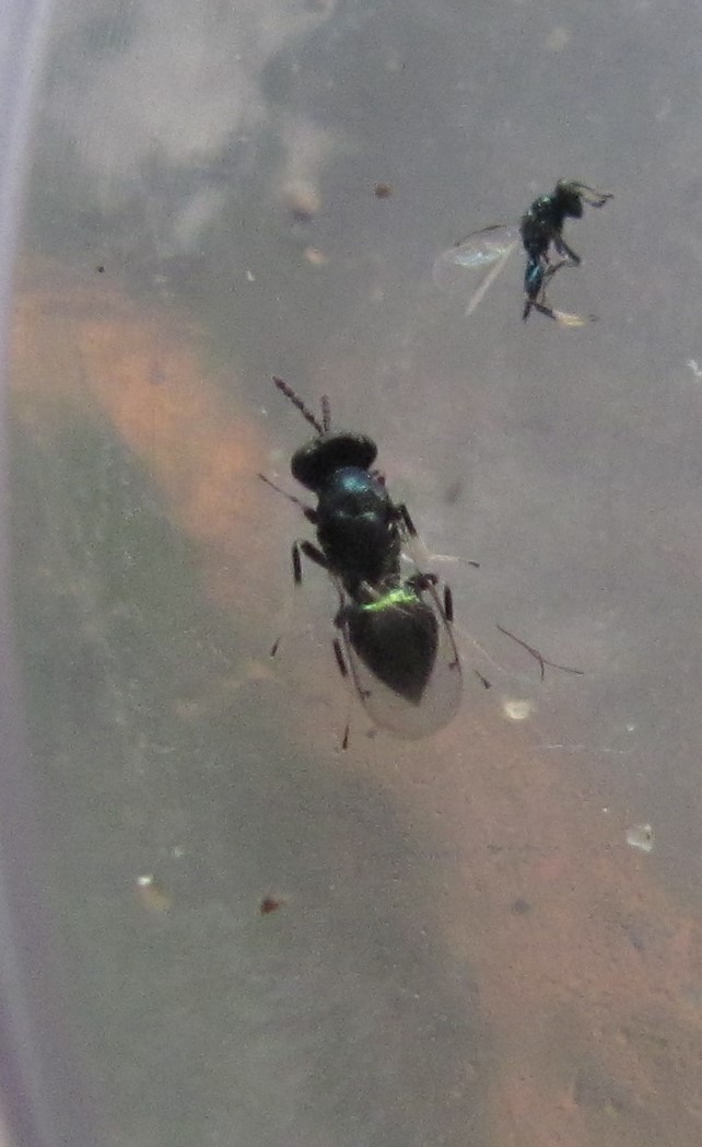 Entedon cionobius (Entedon cionobius)