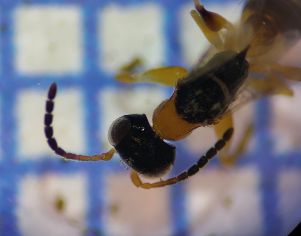 Anteon gaullei (Anteon gaullei)