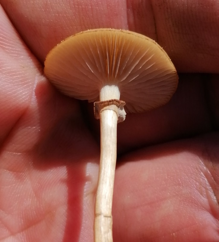Mose-Agerhat (Agrocybe elatella)