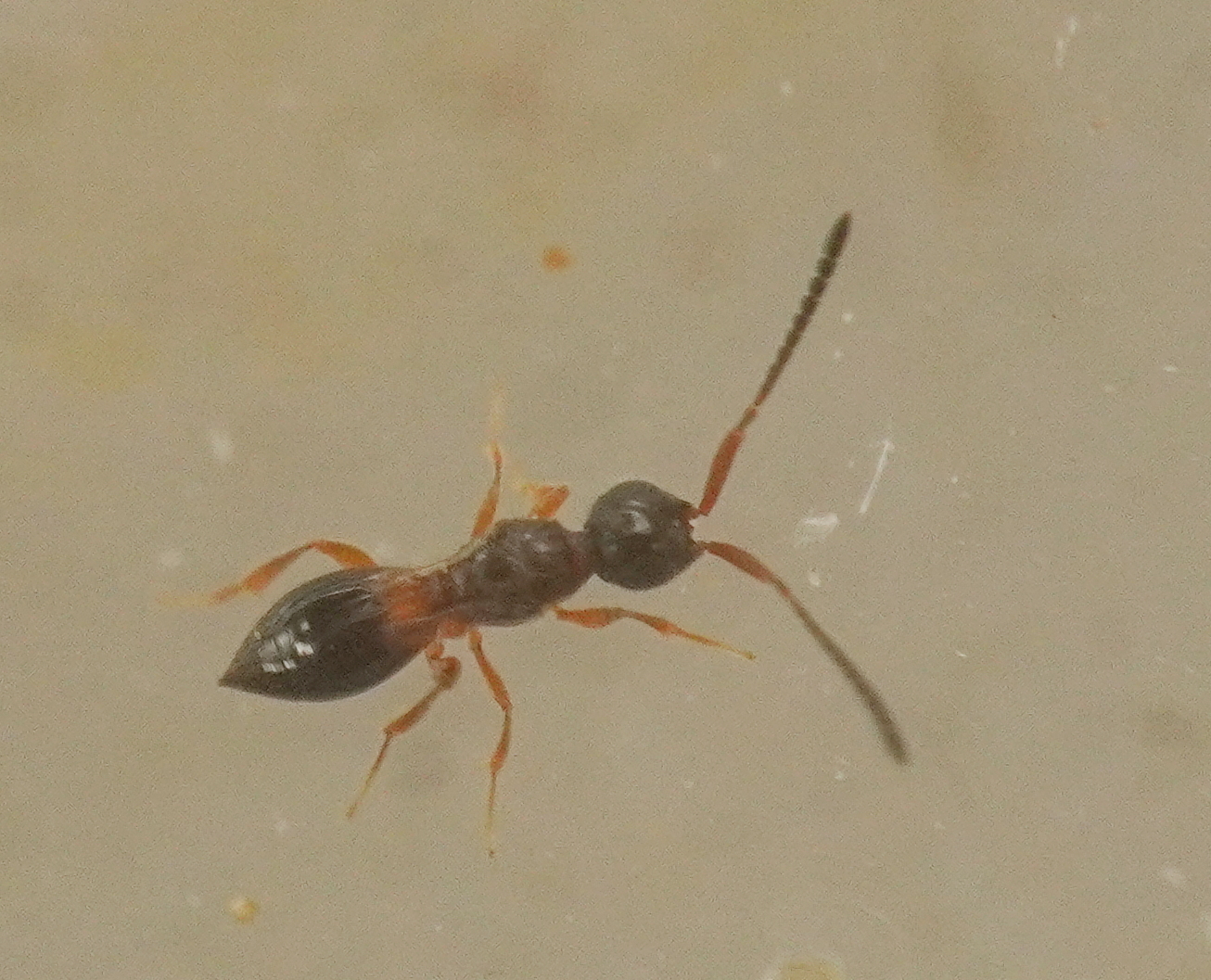 Conostigmus sp. (Conostigmus sp.)