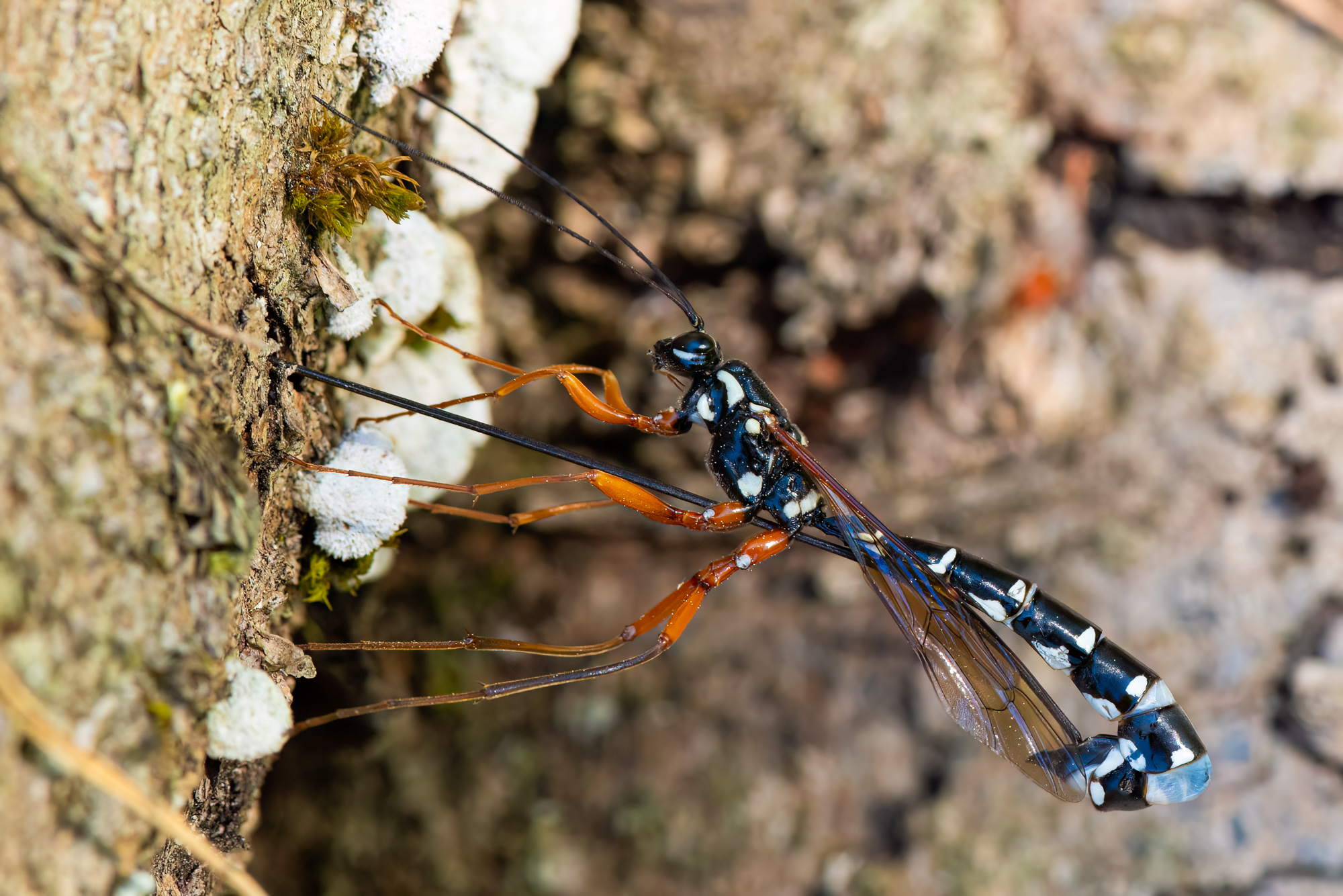 Stor Sabelhveps (Rhyssa persuasoria)