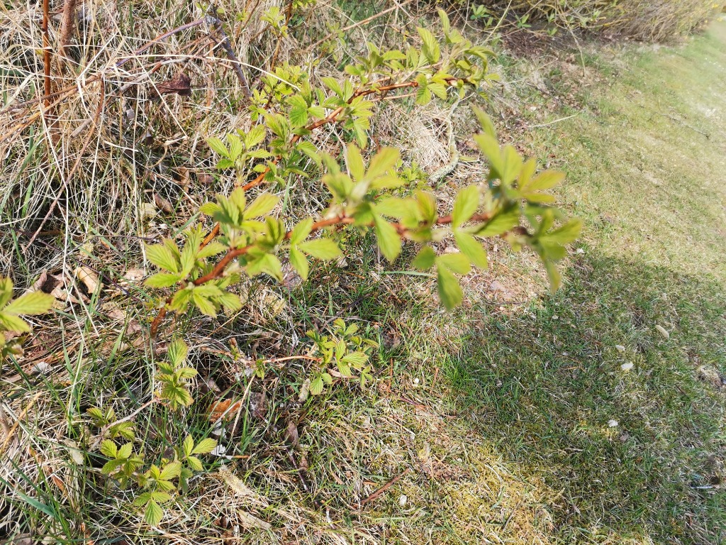 Hindbær (Rubus idaeus)