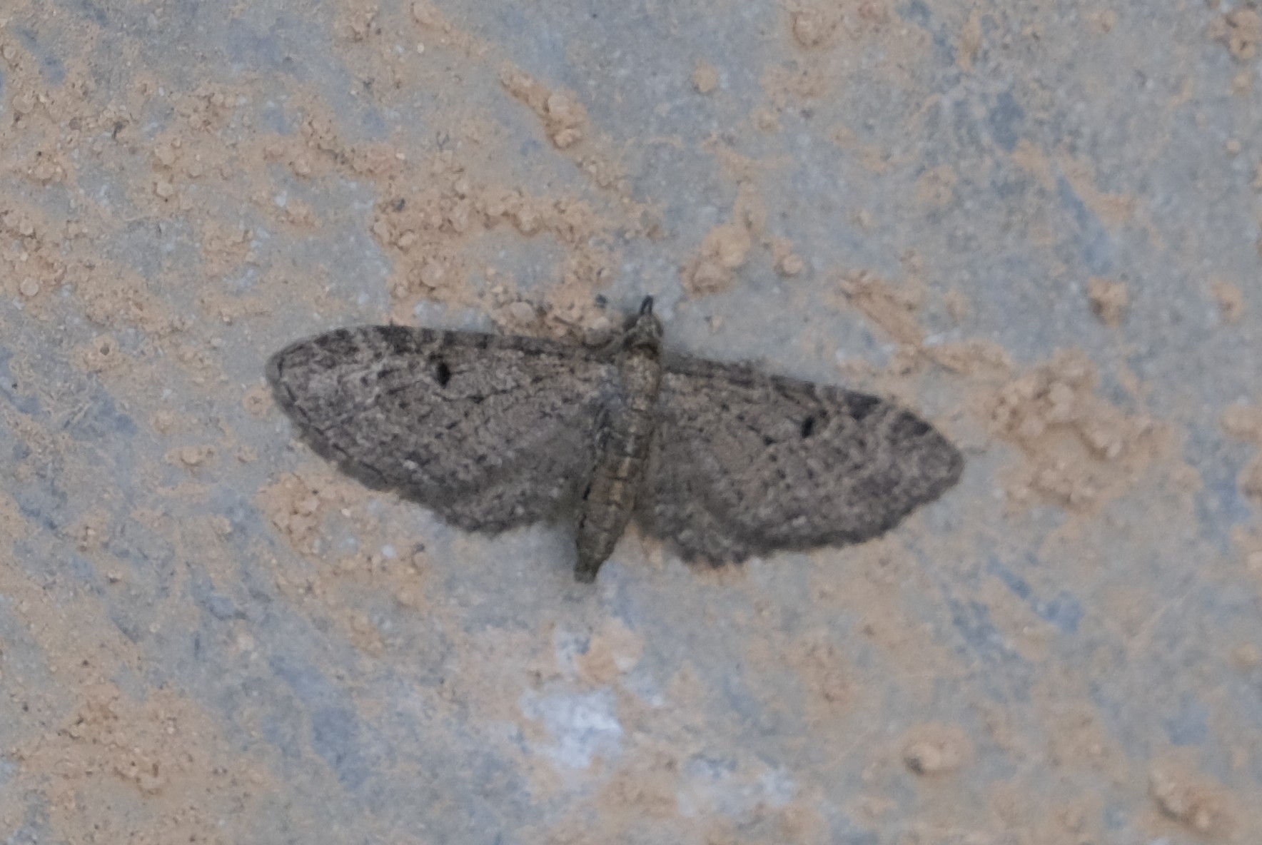 Gyldenrisdværgmåler (Eupithecia virgaureata)
