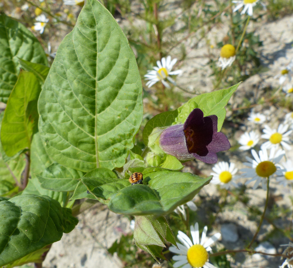 Galnebær (Atropa bella-donna)