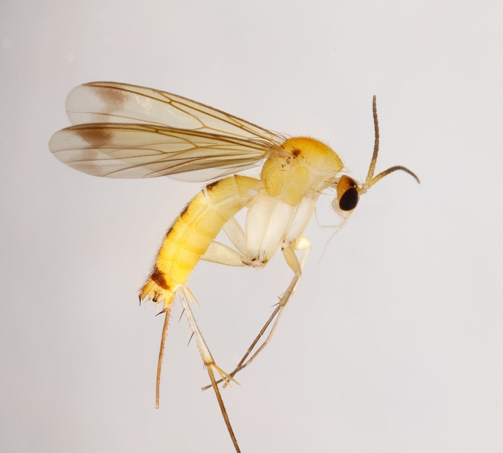 Leia cylindrica (Leia cylindrica)