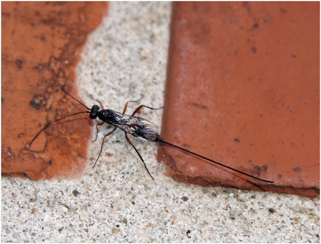 Kort hussabelhveps (Stenarella domator)