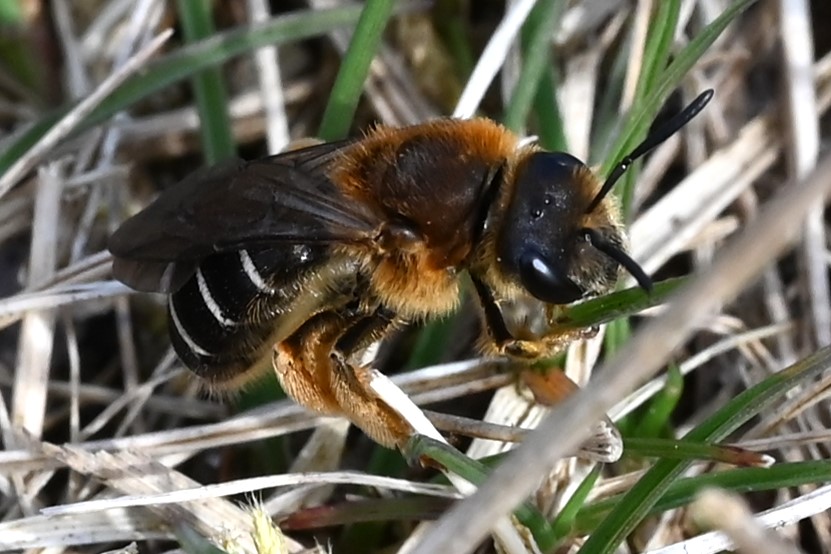 Skovvejbi (Halictus rubicundus)