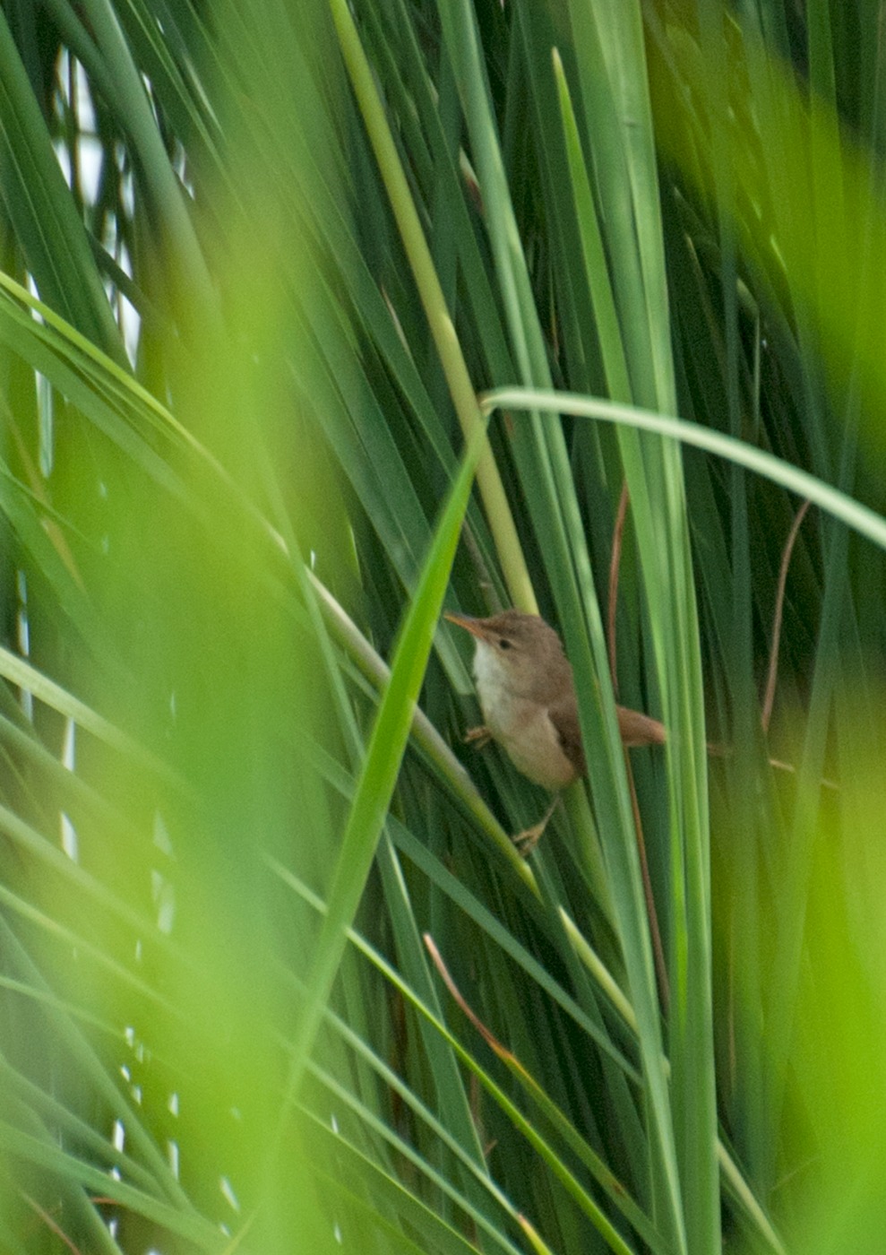 Rørsanger/Kærsanger (Acrocephalus scirpaceus/palustris)