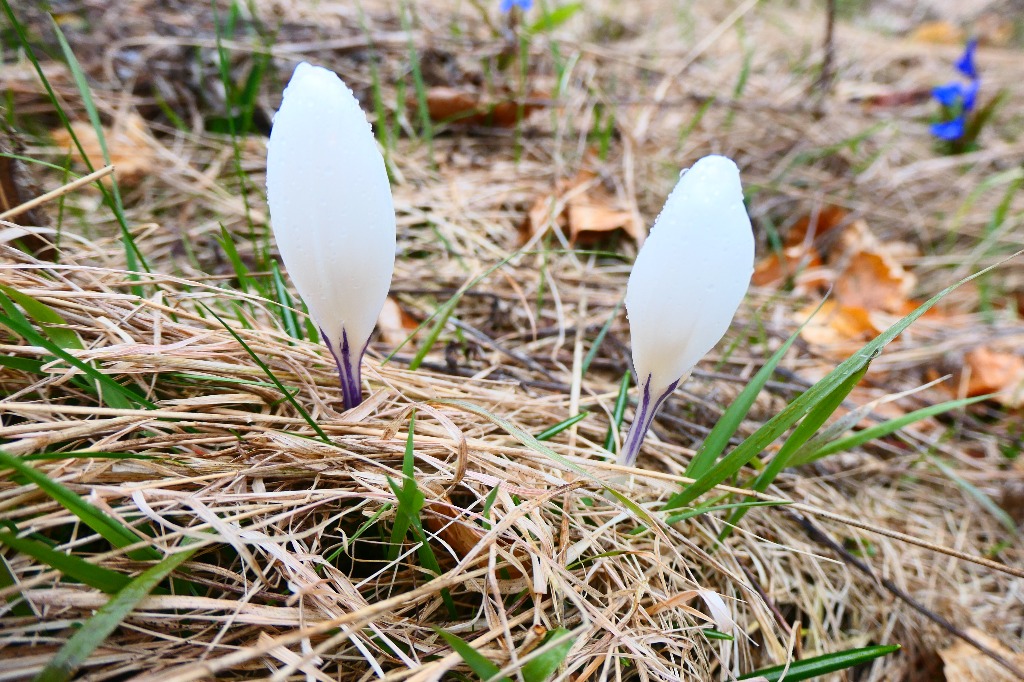 Vår Krokus Observation Nb 4498126 Naturbasen