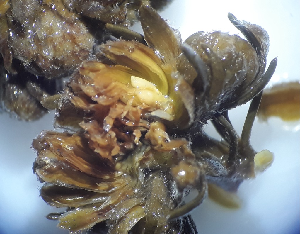 Rhopalomyia florum (Rhopalomyia florum)