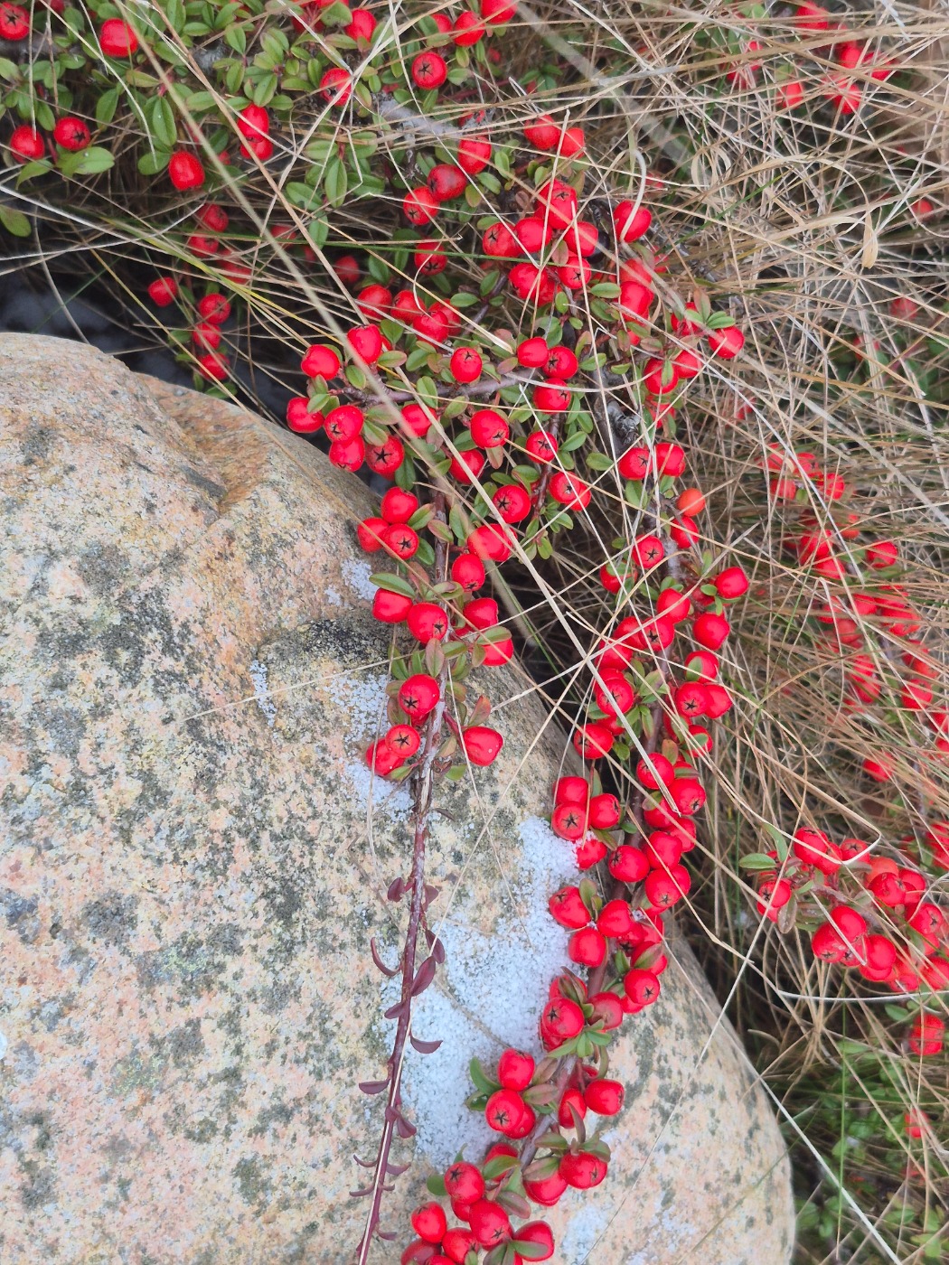 Vifte-Dværgmispel (Cotoneaster divaricatus)