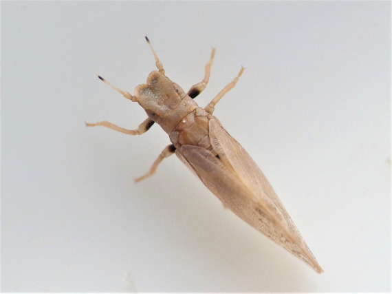 Livia crefeldensis (Livia crefeldensis)