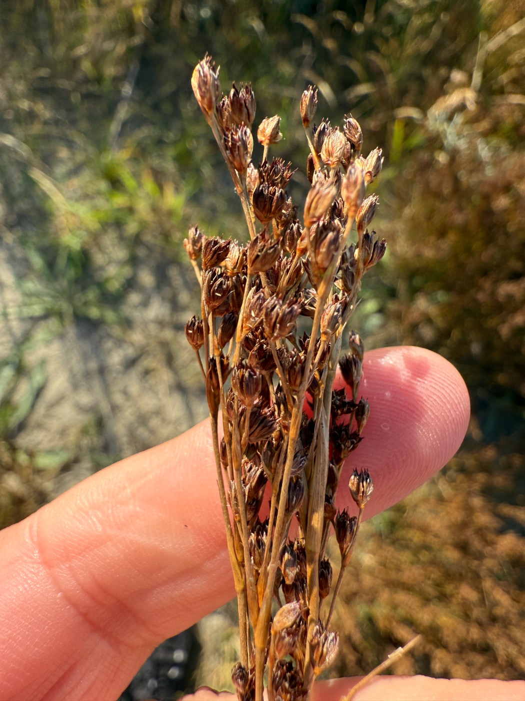 Sand-Siv (Juncus anceps var. atricapillus)