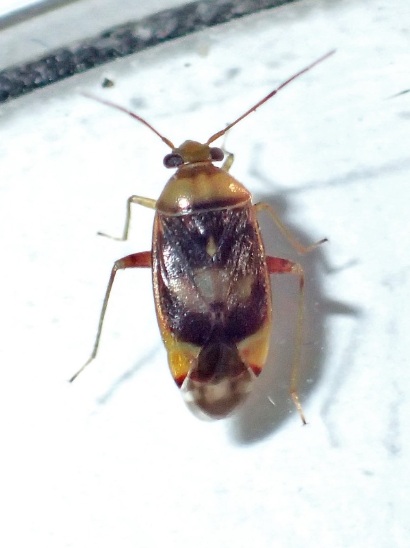 Misteltenblomstertæge (Pinalitus viscicola)