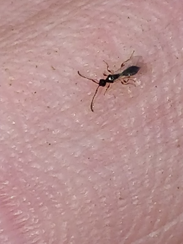 Polypeza ciliata (Polypeza ciliata)