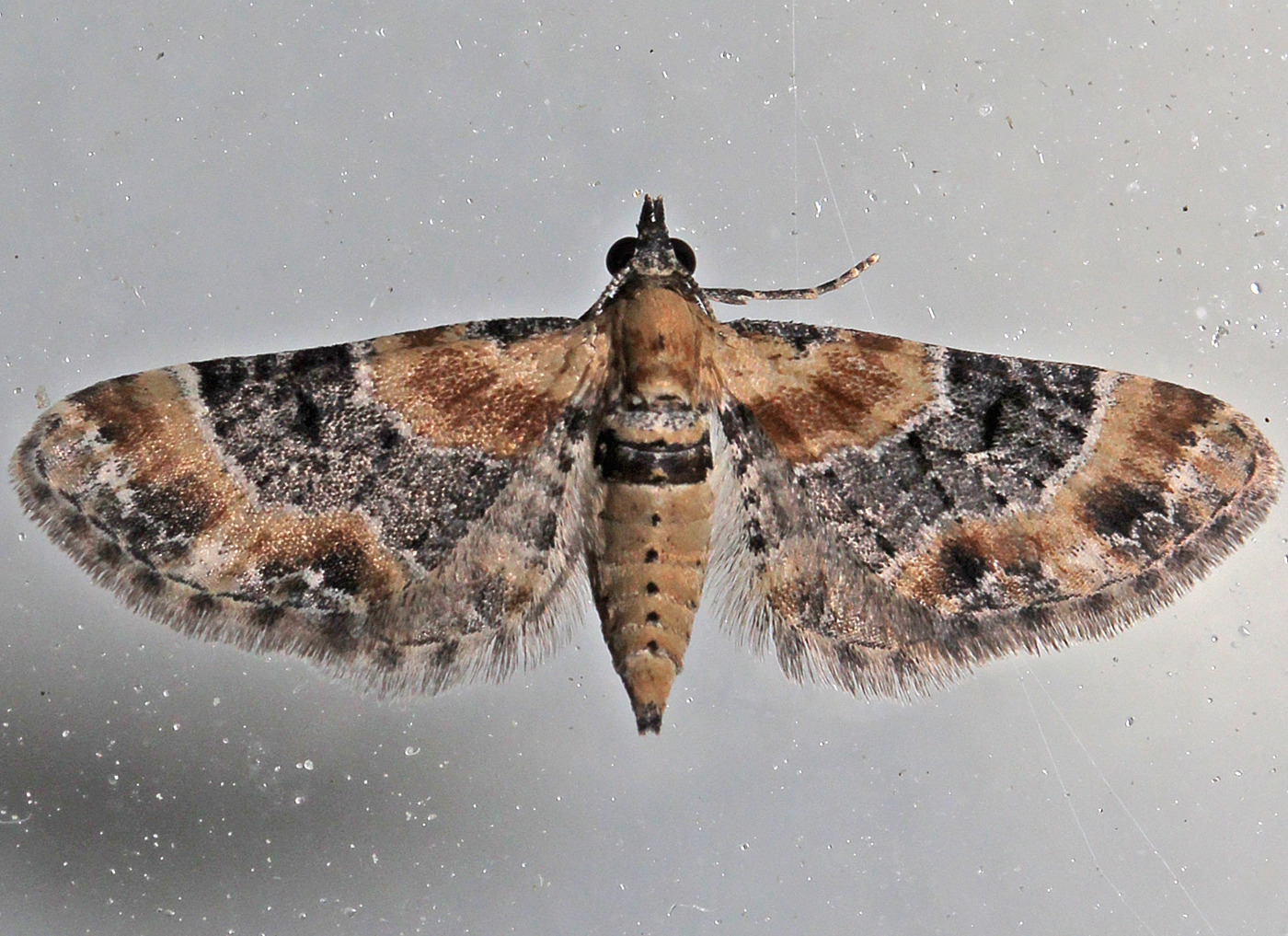 Torskemunddværgmåler (Eupithecia linariata)
