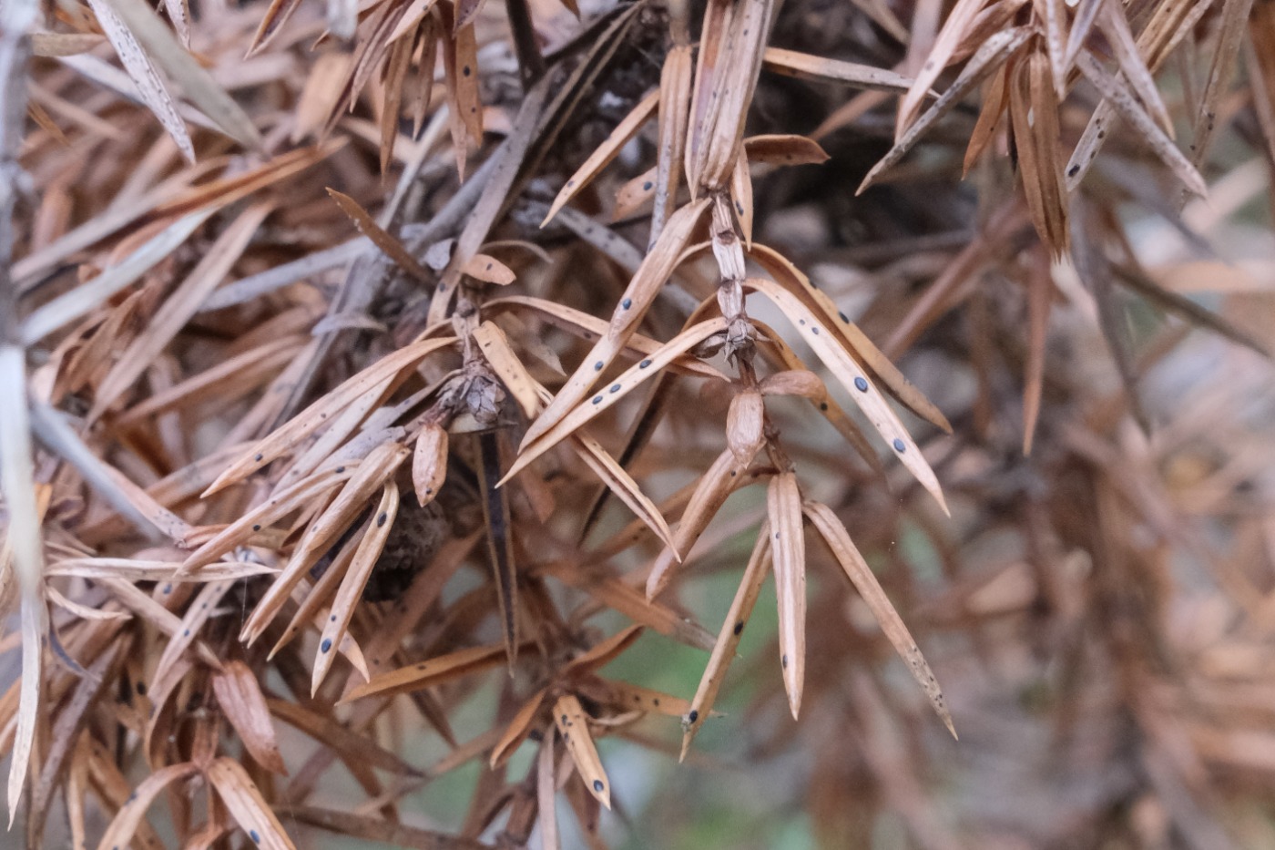 Ene-Fureplet (Lophodermium juniperinum)