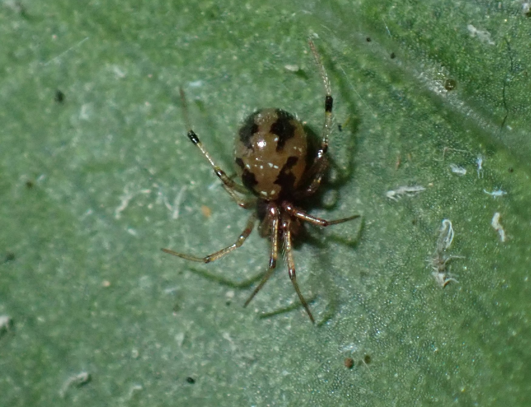 Coleosoma floridanum (Coleosoma floridanum)