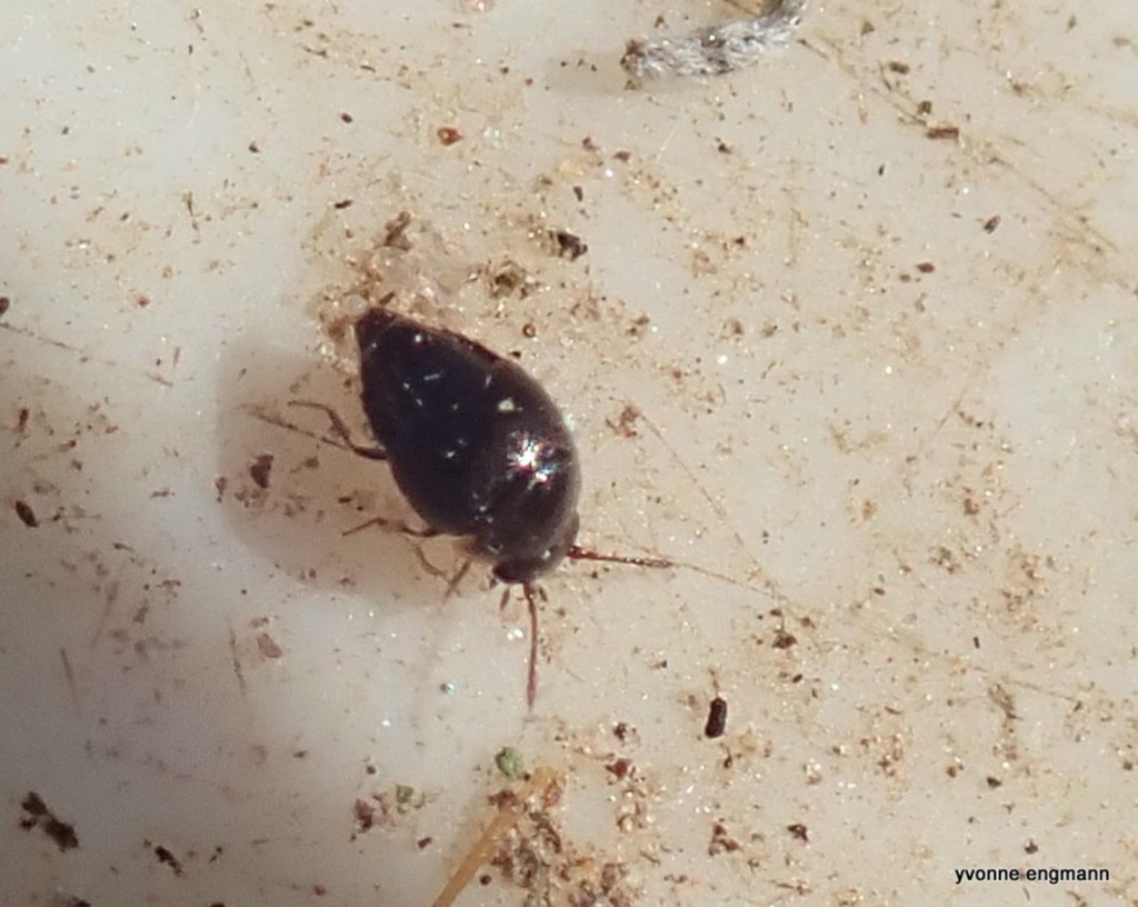 Cypha sp. (Cypha sp.)