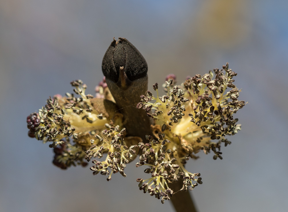 Ask (Fraxinus excelsior)