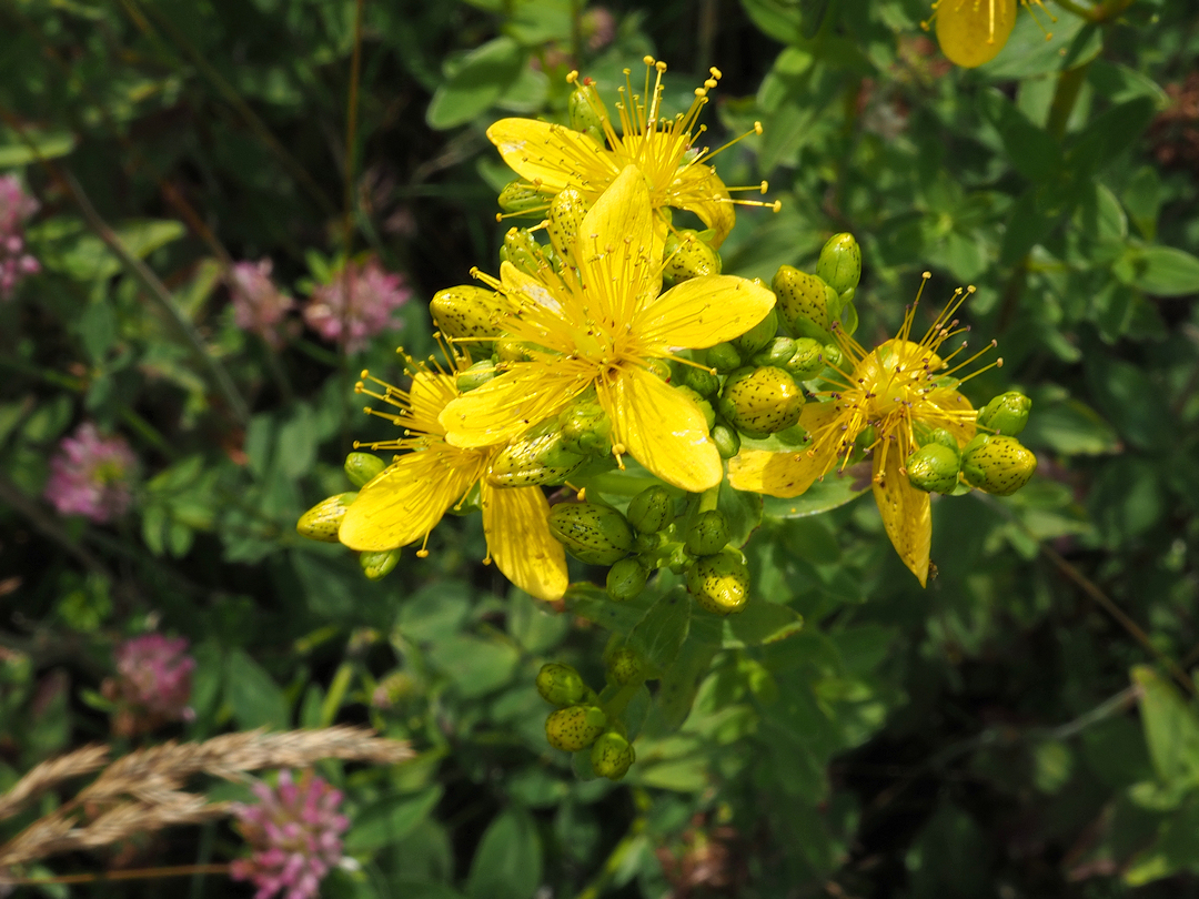 Kantet Perikon Hypericum Maculatum Naturbasen 