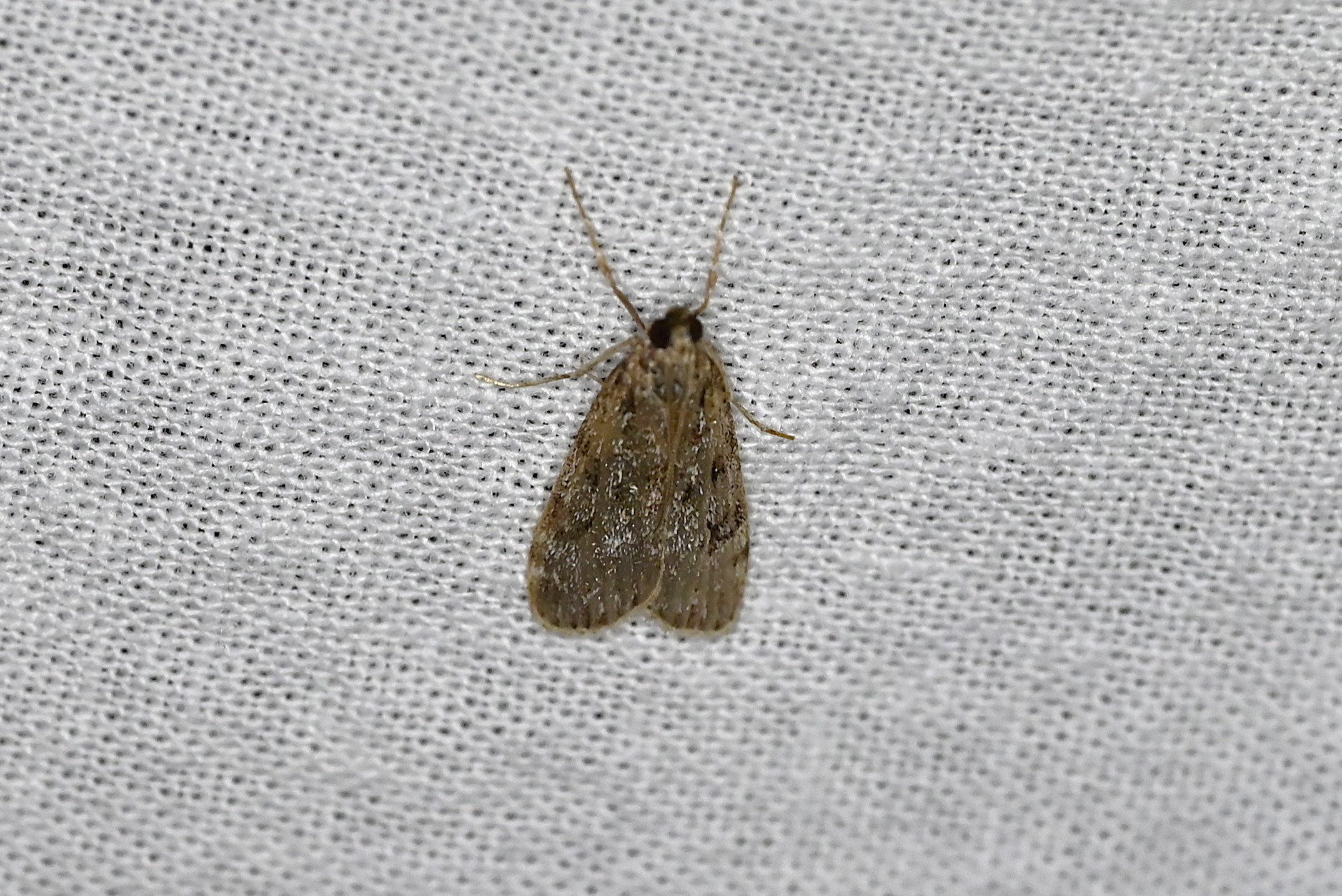 Eudonia / Scoparia sp. (Eudonia / Scoparia sp.)
